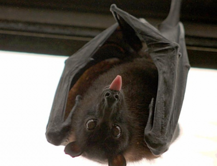 Nature Talks in the Library: The Wonderful World of Bats!
